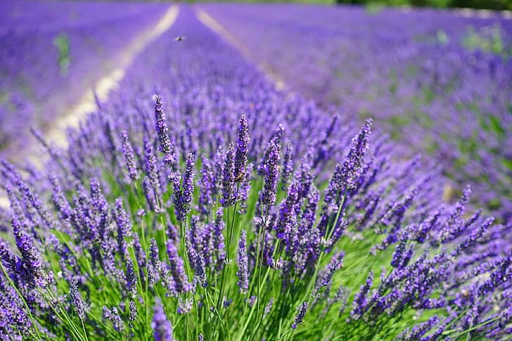 Bloom blooming lavender flower flowers wallpaper preview