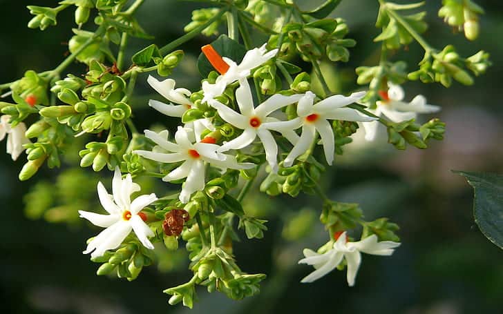 Harsinger bloom jasmine queen of the night flower whose leaves and seeds are very beneficial to health smelling flowers from india 1920×1200 wallpaper preview