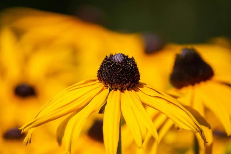 2. Black-Eyed Susan (Rudbeckia hirta)