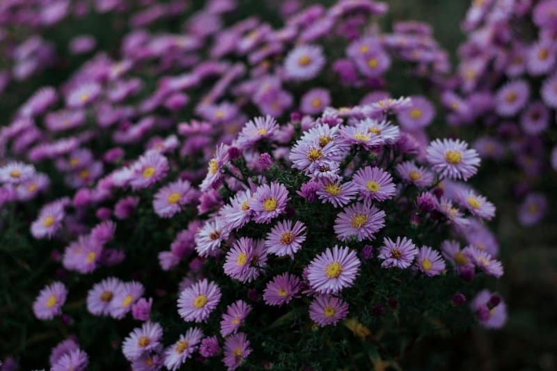 13. Aster (Symphyotrichum spp.)