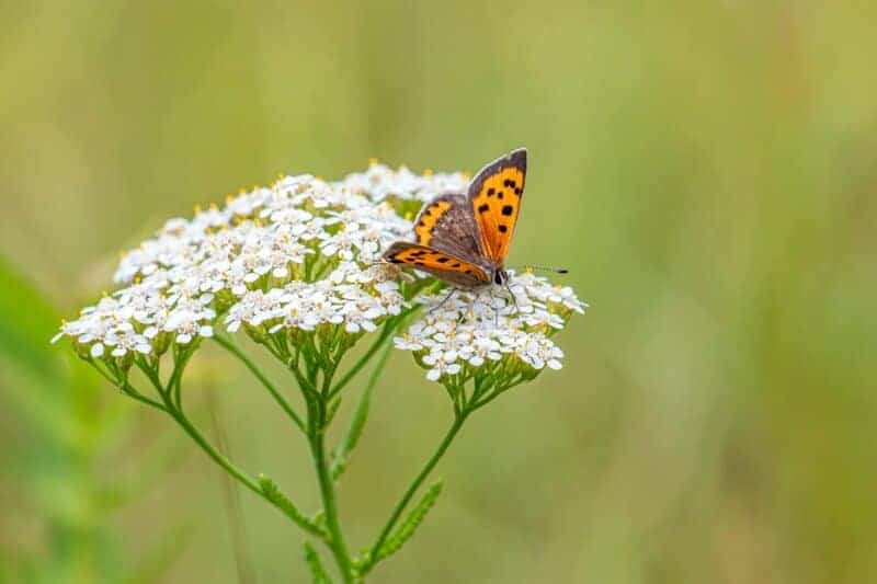 12. Yarrow (Achillea millefolium)