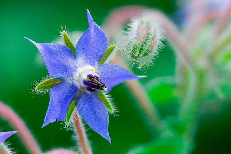 5. Borage