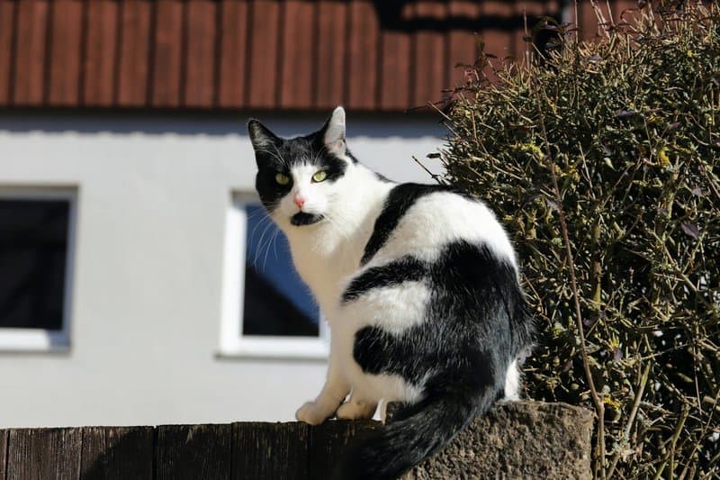 17. Pet Ownership Is Possible—with Planning