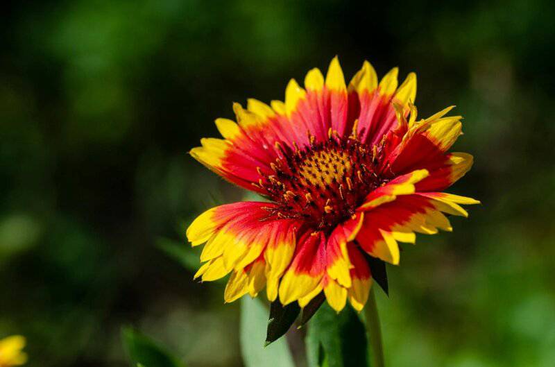 24. Blanket Flower (Gaillardia spp.)