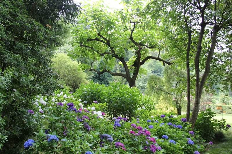 20 Survivor Flowers That Laugh in the Face of Neglect (And Still Look Stunning)