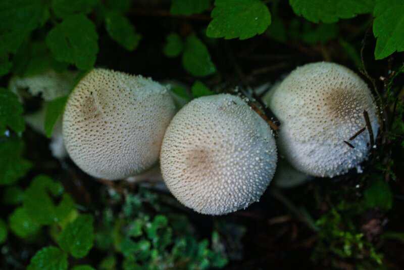 7. Meaningful Conservation Impact