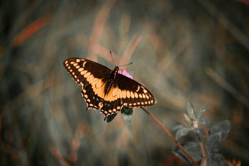 25. Final Thoughts: A Life Reimagined