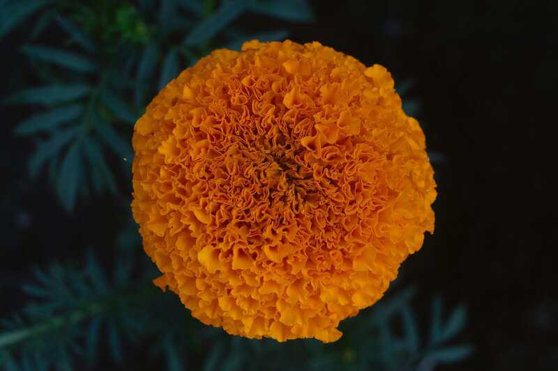 2. Use Natural Mosquito-Repellent Plants