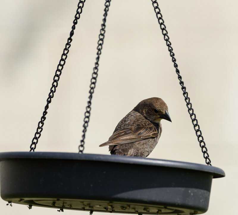 3. Attract Mosquito Predators