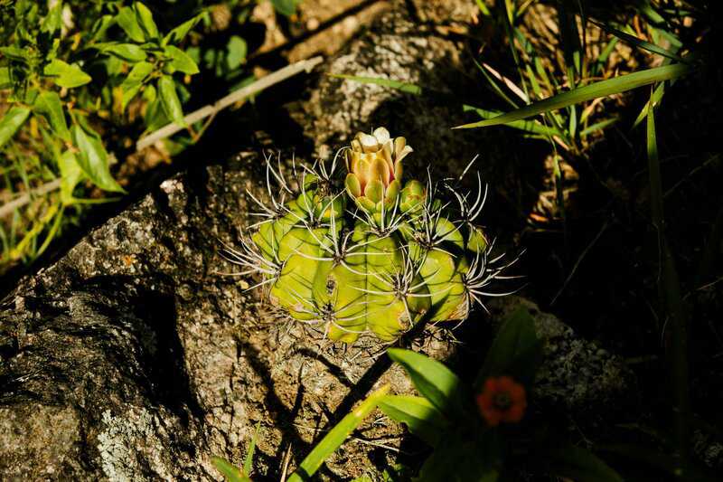 15. Use Mosquito-Repellent Landscaping