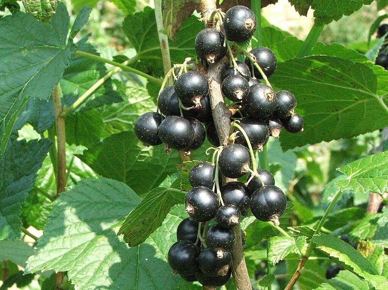 Ribes nigrum a1