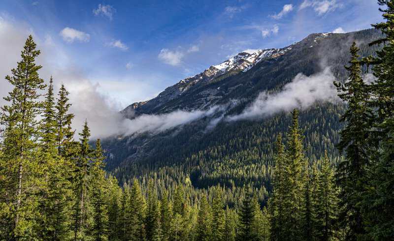1. Understanding Forest Bathing (Shinrin-Yoku)