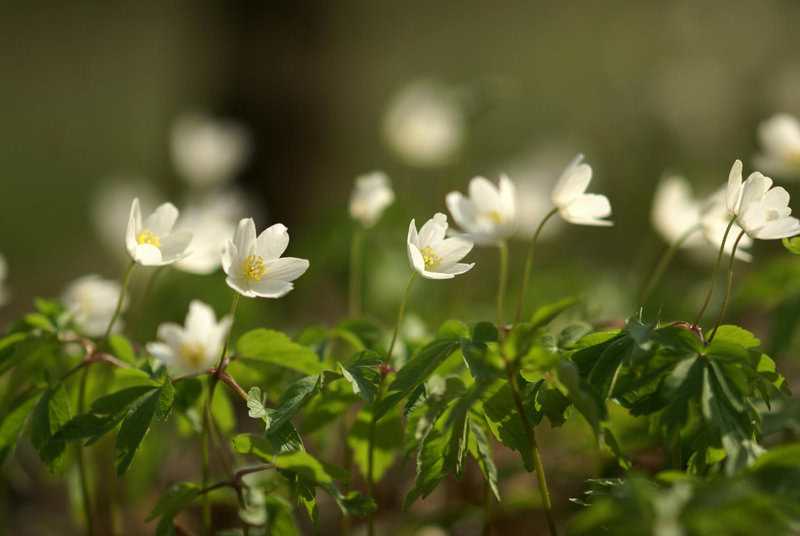 8. Japanese Anemone (Anemone hupehensis)