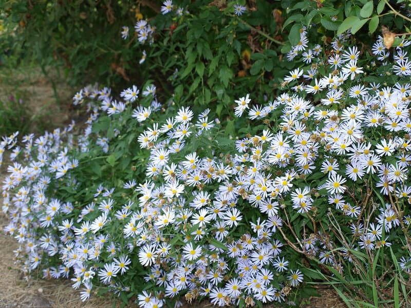 4939402454 c700222445 b