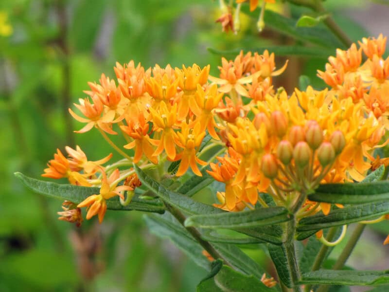 5926476761 0616032801 b